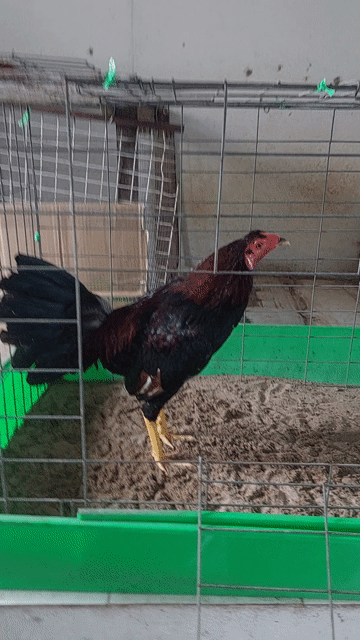 Gà siêu Mỹ 1k8 Đen đỏ. Mua bán Gà tại Quận Bình Tân Tp Hồ Chí Minh được đăng bởi dang van thuan hình 1