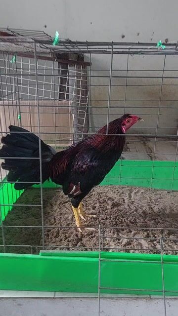 Gà siêu Mỹ 1k8 Đen đỏ. Mua bán Gà tại Quận Bình Tân Tp Hồ Chí Minh được đăng bởi dang van thuan hình 1