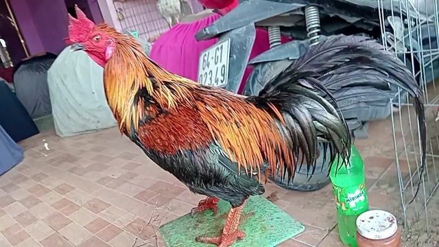 Gà chọi Que 3.5kg. Mua bán Gà tại Huyện Châu Thành A Hậu Giang được đăng bởi họ thai hình 1