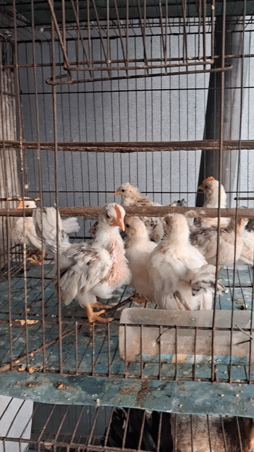 gà serama gà thái . Mua bán Gà tại Huyện Long Hồ Vĩnh Long được đăng bởi Thanh Trung hình 1