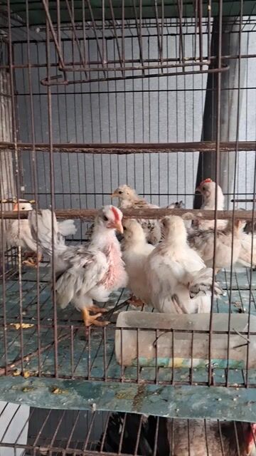 gà serama gà thái . Mua bán Gà tại Huyện Long Hồ Vĩnh Long được đăng bởi Thanh Trung hình 1