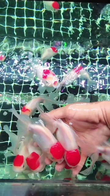 Cá cảnh Hạt đỉnh hồng màu Trắng Đỏ. Mua bán Thú cưng khác tại Huyện Trảng Bàng Tây Ninh được đăng bởi Cá Cảnh  hình 1