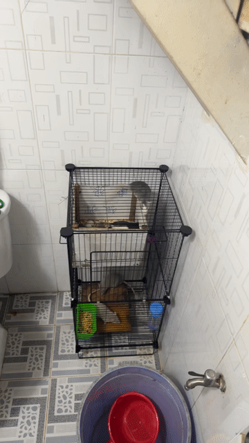 Chuột Hamster nhiều màu. Mua bán Thú cưng khác tại Quận 12 Tp Hồ Chí Minh được đăng bởi Pham Vỹ hình 1
