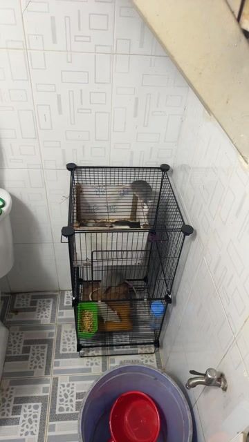 Chuột Hamster nhiều màu. Mua bán Thú cưng khác tại Quận 12 Tp Hồ Chí Minh được đăng bởi Pham Vỹ hình 1