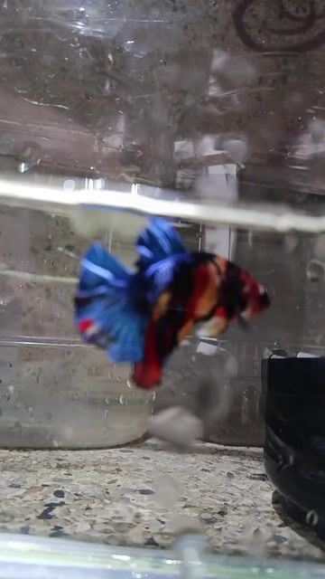 Cá betta. Mua bán Thú cưng khác tại Huyện Trà Ôn Vĩnh Long được đăng bởi Hồng Thúy hình 1