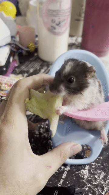 Chuột Hamster Đen trắng. Mua bán Thú cưng khác tại Thành phố Tam Kỳ Quảng Nam được đăng bởi Ng Yến hình 1