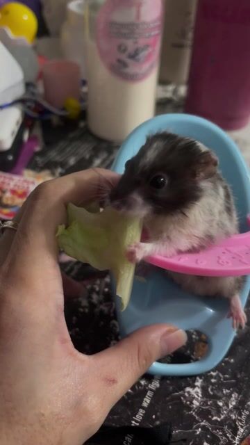 Chuột Hamster Đen trắng. Mua bán Thú cưng khác tại Thành phố Tam Kỳ Quảng Nam được đăng bởi Ng Yến hình 1