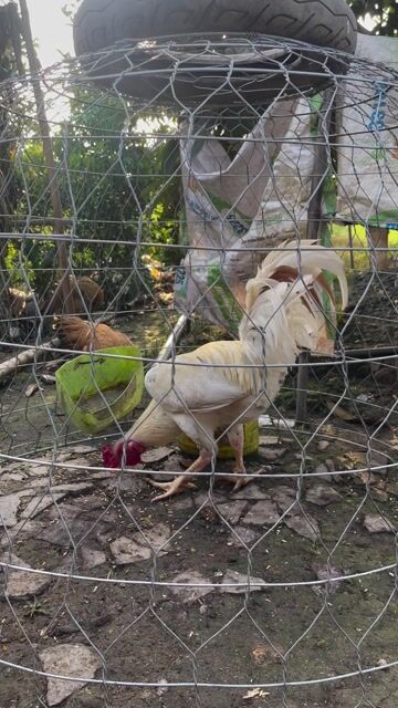 Gà Bướm Thái Mỹ trống 10 tháng 3k5 trạng 3k7. Mua bán Gà tại Quận Cái Răng Cần Thơ được đăng bởi di duc hình 1