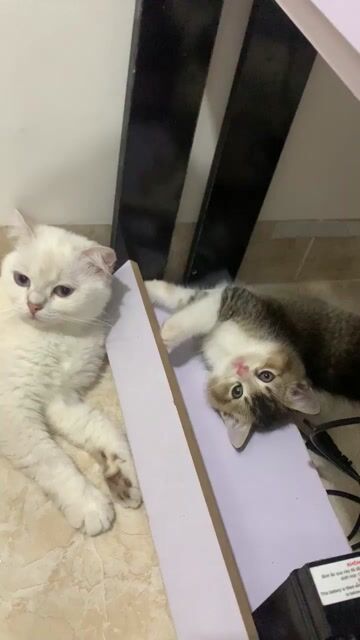 Mèo ALN Tabby đực Trắng Nâu Xám. Mua bán Mèo tại Quận 12 Tp Hồ Chí Minh được đăng bởi Kim Chi hình 1