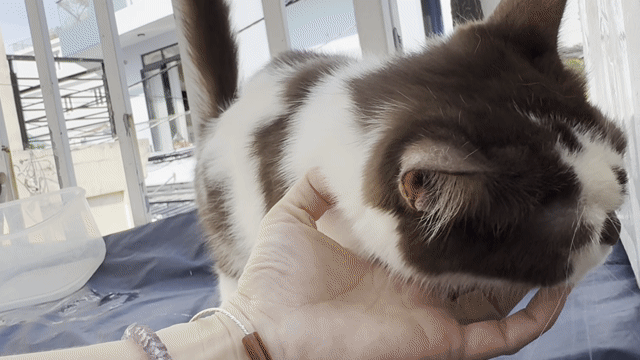 Mèo Lai Ba Tư - Muckin Bicin Cái Nâu trắng. Mua bán Mèo tại Quận Tân Phú Tp Hồ Chí Minh được đăng bởi Quyên hình 1