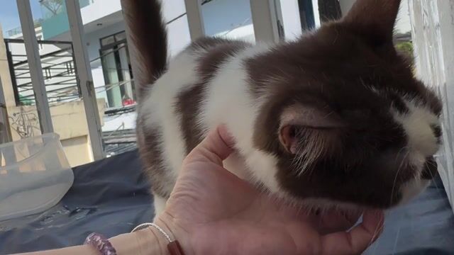 Mèo Lai Ba Tư - Muckin Bicin Cái Nâu trắng. Mua bán Mèo tại Quận Tân Phú Tp Hồ Chí Minh được đăng bởi Quyên hình 1