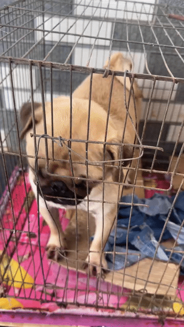 Chó Pug Nâu vàng. Mua bán Chó tại Thành phố Buôn Ma Thuột Đắk Lắk được đăng bởi Hoàng hình 1