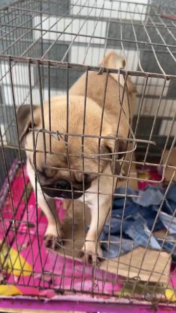 Chó Pug Nâu vàng. Mua bán Chó tại Thành phố Buôn Ma Thuột Đắk Lắk được đăng bởi Hoàng hình 1