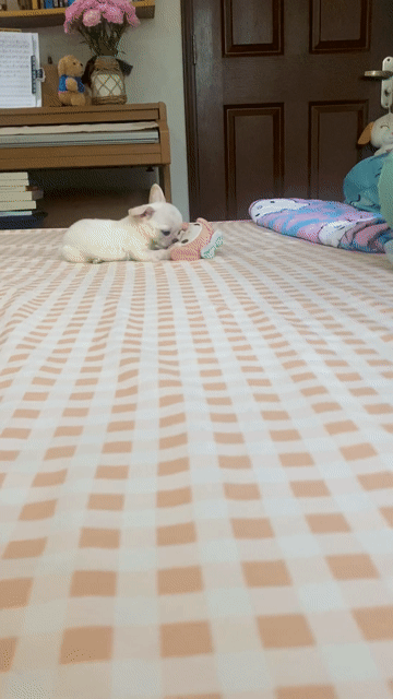 Chihuahua - Đẹp trai, mõm ngắn, đầu táo, siêu cute. Mua bán Chó tại Quận Gò Vấp Tp Hồ Chí Minh được đăng bởi Lê Phú hình 1