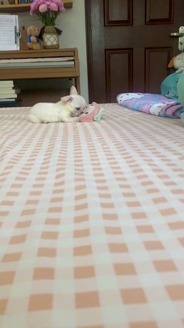 Chihuahua - Đẹp trai, mõm ngắn, đầu táo, siêu cute. Mua bán Chó tại Quận Gò Vấp Tp Hồ Chí Minh được đăng bởi Lê Phú hình 1
