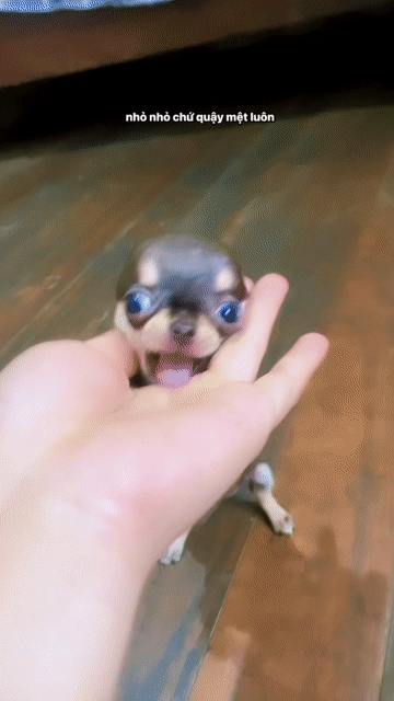 Chó Chihuahua Cái Socola Mini 2 tháng. Mua bán Chó tại Quận 12 Tp Hồ Chí Minh được đăng bởi Hữu thịnh hình 1