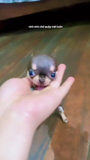 Chó Chihuahua Cái Socola Mini 2 tháng. Mua bán Chó tại Quận 12 Tp Hồ Chí Minh được đăng bởi Hữu thịnh hình 1
