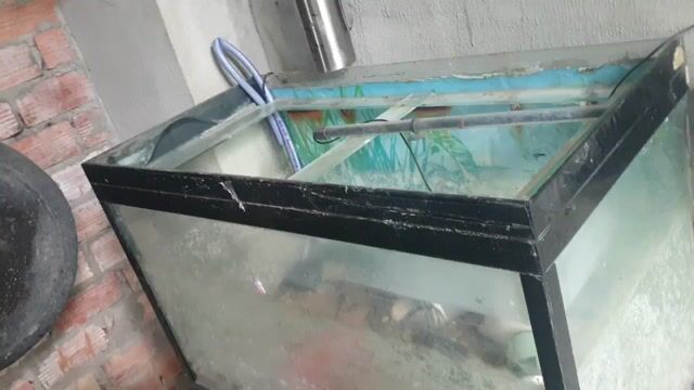 Bể cá Kính, Kim loại Lớn. Mua bán Phụ kiện, Thức ăn, Dịch vụ tại Thị xã Bến Cát Bình Dương được đăng bởi Vũ Quốc Sử hình 1