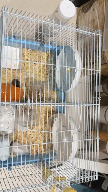 Lồng Hamster Nhựa Kim loại Xanh dương Trắng. Mua bán Phụ kiện, Thức ăn, Dịch vụ tại Quận Hà Đông Hà Nội được đăng bởi Phương Anh Phạm Thị hình 1