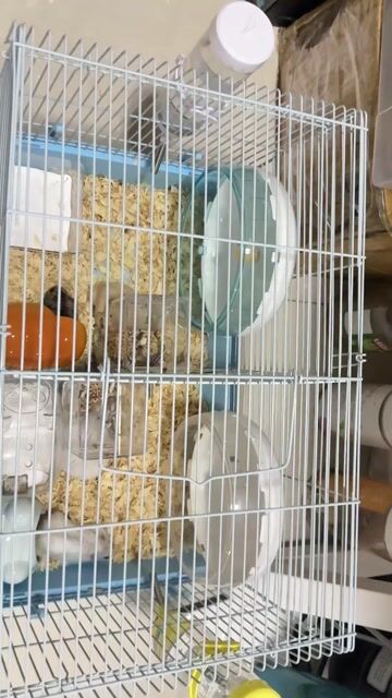 Lồng Hamster Nhựa Kim loại Xanh dương Trắng. Mua bán Phụ kiện, Thức ăn, Dịch vụ tại Quận Hà Đông Hà Nội được đăng bởi Phương Anh Phạm Thị hình 1