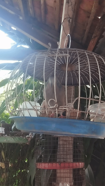 cu trống viêt tơ. dạn người, Có Síp. Mua bán Chim tại Huyện Củ Chi Tp Hồ Chí Minh được đăng bởi anh anh cu gáy hình 1