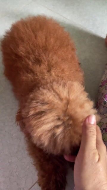 Chó Poodle màu Nâu đỏ. Mua bán Chó tại Huyện Bến Lức Long An được đăng bởi thao nguyen hình 1