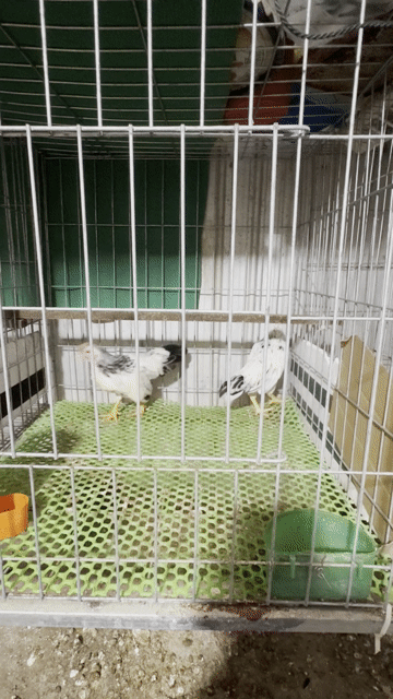 Gà tre Bắc. Mua bán Gà tại Quận Ô Môn Cần Thơ được đăng bởi Thanh nguyễn hình 1