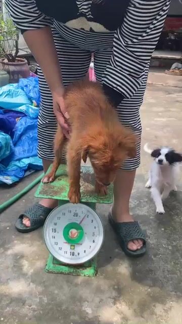 Chó Nhật lai cái màu Nâu. Mua bán Chó tại Huyện Phú Xuyên Hà Nội được đăng bởi Thủy tiên hình 1