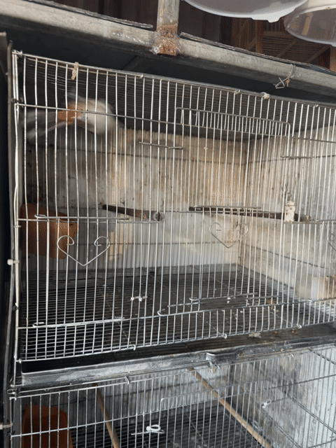 Chim chào mào đã thuần khỏe mạnh. Mua bán Chim tại Quận Đống Đa Hà Nội được đăng bởi Manh Do hình 1