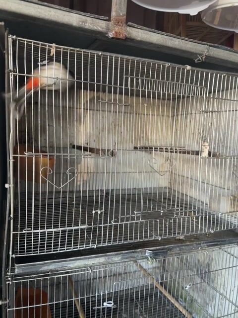 Chim chào mào đã thuần khỏe mạnh. Mua bán Chim tại Quận Đống Đa Hà Nội được đăng bởi Manh Do hình 1