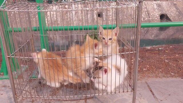 Mèo lông ngắn 2 tháng tuổi. Mua bán Mèo tại Quận Hoàng Mai Hà Nội được đăng bởi thiện nhân hình 1