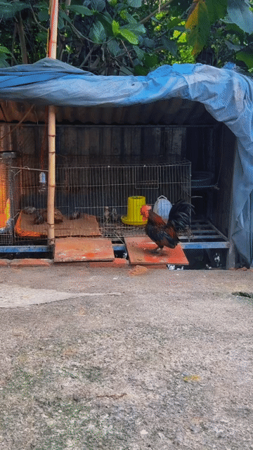 Gà cảnh Đen Đỏ Đực. Mua bán Gà tại Huyện Tam Bình Vĩnh Long được đăng bởi Trần Tín hình 1