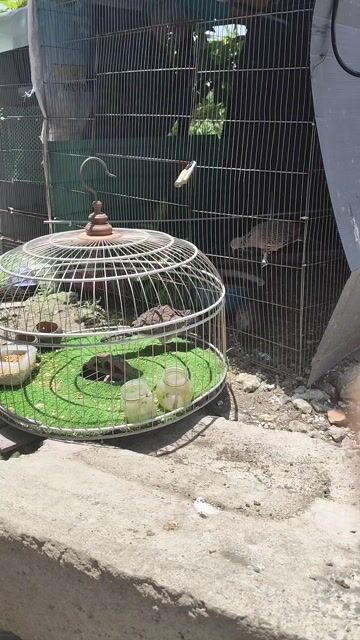 Chim chào mào non màu Nâu. Mua bán Chim tại Thành phố Dĩ An Bình Dương được đăng bởi Văn Tài  hình 1