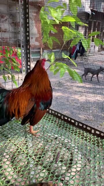 Gà con Nâu Trắng. Mua bán Gà tại Huyện Bình Chánh Tp Hồ Chí Minh được đăng bởi NguyenHieu hình 1