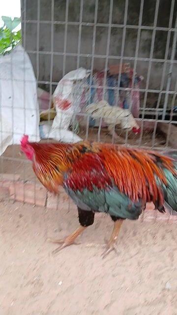 Gà chọi Đực 3.2kg Tơ. Mua bán Gà tại Quận Ninh Kiều Cần Thơ được đăng bởi TranKhien hình 1