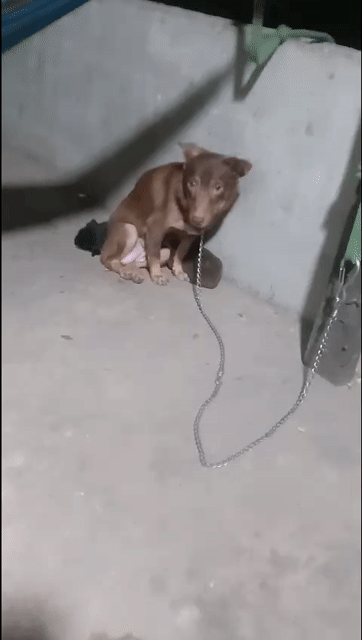 Chó cái màu Nâu giữ nhà tốt. Mua bán Chó tại Huyện Hóc Môn Tp Hồ Chí Minh được đăng bởi oanh trần hình 1