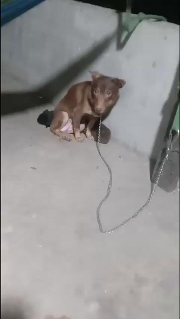 Chó cái màu Nâu giữ nhà tốt. Mua bán Chó tại Huyện Hóc Môn Tp Hồ Chí Minh được đăng bởi oanh trần hình 1