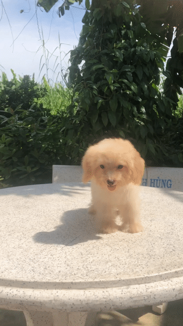 Chó Poodle Tiny đực 3 tháng màu Trắng kem. Mua bán Chó tại Quận 12 Tp Hồ Chí Minh được đăng bởi Bảo Khang Trần hình 1