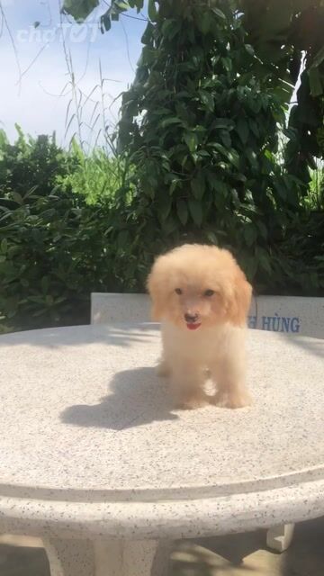 Chó Poodle Tiny đực 3 tháng màu Trắng kem. Mua bán Chó tại Quận 12 Tp Hồ Chí Minh được đăng bởi Bảo Khang Trần hình 1