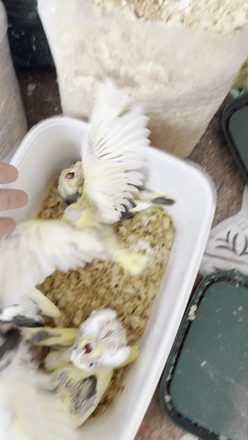 Chim Cockatiel đa dạng màu sắc. Mua bán Chim tại Quận Gò Vấp Tp Hồ Chí Minh được đăng bởi Phan Đình Lộc hình 1