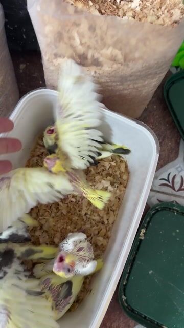 Chim Cockatiel đa dạng màu sắc. Mua bán Chim tại Quận Gò Vấp Tp Hồ Chí Minh được đăng bởi Phan Đình Lộc hình 1