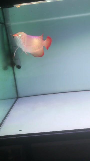 Cá Rồng Huyết Long 30cm Trắng hồng. Mua bán Thú cưng khác tại Thành phố Bà Rịa Bà Rịa - Vũng Tàu được đăng bởi Penalty hình 1