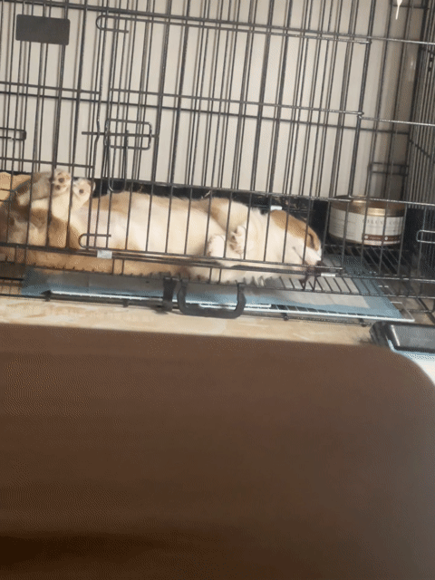 Chó Corgi. Mua bán Chó tại Quận Tây Hồ Hà Nội được đăng bởi Ng Duy Anh hình 1