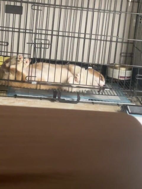Chó Corgi. Mua bán Chó tại Quận Tây Hồ Hà Nội được đăng bởi Ng Duy Anh hình 1