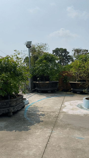 Lộc vừng hàng tặng của các Sếp. Mua bán Cây cảnh, đồ trang trí tại Huyện Gò Dầu Tây Ninh được đăng bởi Trần Nguyễn Chánh Hưng  hình 1