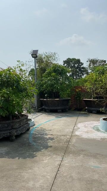 Lộc vừng hàng tặng của các Sếp. Mua bán Cây cảnh, đồ trang trí tại Huyện Gò Dầu Tây Ninh được đăng bởi Trần Nguyễn Chánh Hưng  hình 1