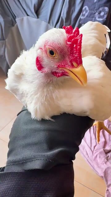 Tre bắc nhạn 5 tháng hơn. Mua bán Gà tại Quận 8 Tp Hồ Chí Minh được đăng bởi luân Nguyễn hình 1