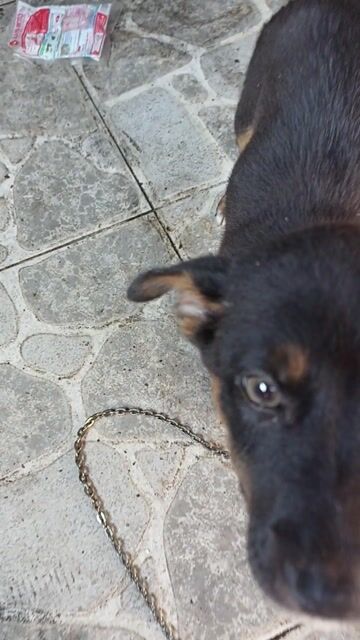 Mik có con chó rottweiler lai becgie muốn bán. Mua bán Chó tại Huyện Cần Giuộc Long An được đăng bởi trần vũ hình 1