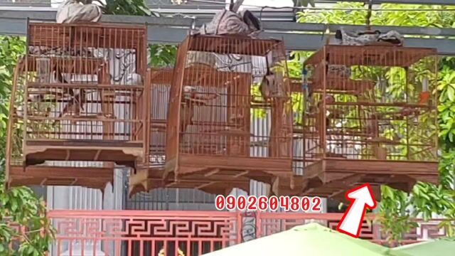 MÙA 2, PHÁCH 2 CẦU THẲNG, XÒE MỀM. Mua bán Chim tại Quận 7 Tp Hồ Chí Minh được đăng bởi Chào Mào VIP hình 1