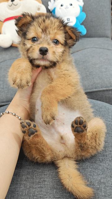 Bé trai Nhật lai xin chào sen yêu ạ😁🐾😍. Mua bán Chó tại Huyện Hóc Môn Tp Hồ Chí Minh được đăng bởi Ánh Dương Pet hình 1